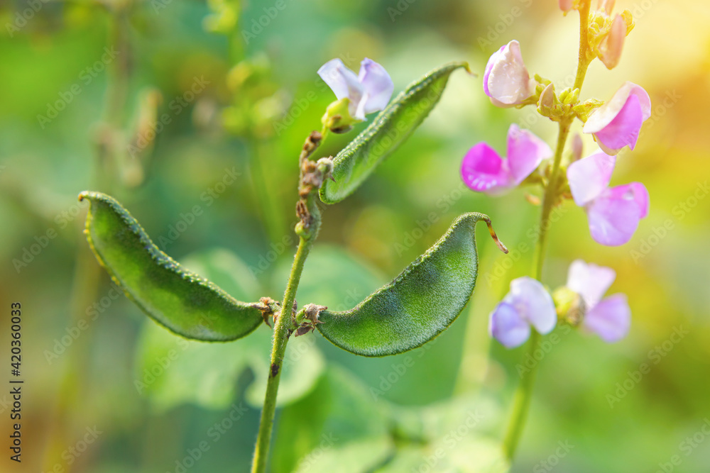 Fresh Indian Broad Beans in Garden