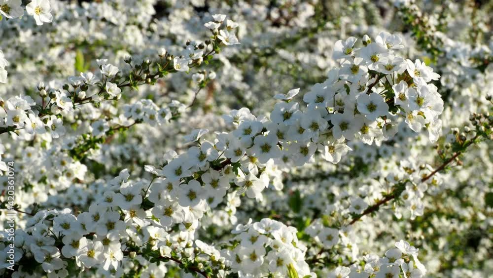 Tokyo,Japan-March 15,2021: White flowers of Thunberg’s meadowsweet or Yuki Yanagi or Spiraea thunbergii
Tokyo,Japan-March 15,2021: White flowers of Thunberg’s meadowsweet or Yuki Yanagi or Spiraea thunbergii