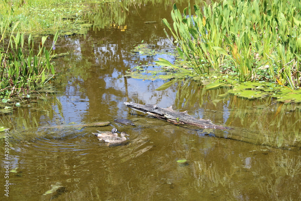 Mottled Duck aka Anas fulvigula swimming in pond. Mottled Duck aka Anas fulvigula swimming in pond.