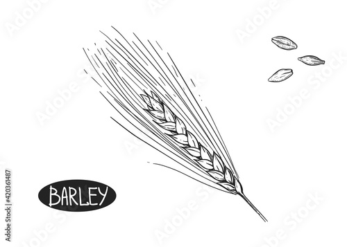 Hand drawn sketch black and white set of ear barley, leaf, grain. Vector illustration. Elements in graphic style label, card, sticker, menu, package. Engraved style illustration.