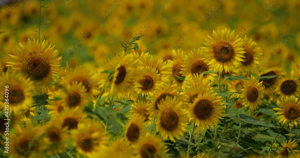 Taking panning video of a field of sunflowers in full bloom Taking panning video of a field of sunflowers in full bloom