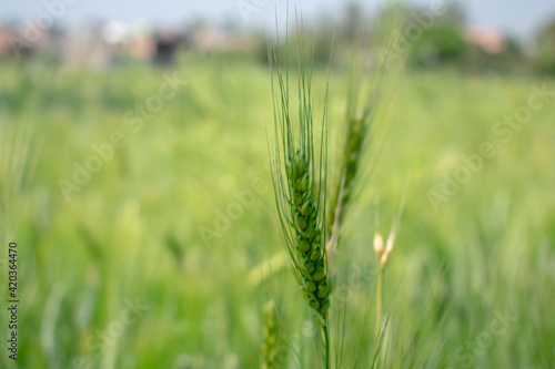 Close up ears of Wheat, Barley Field