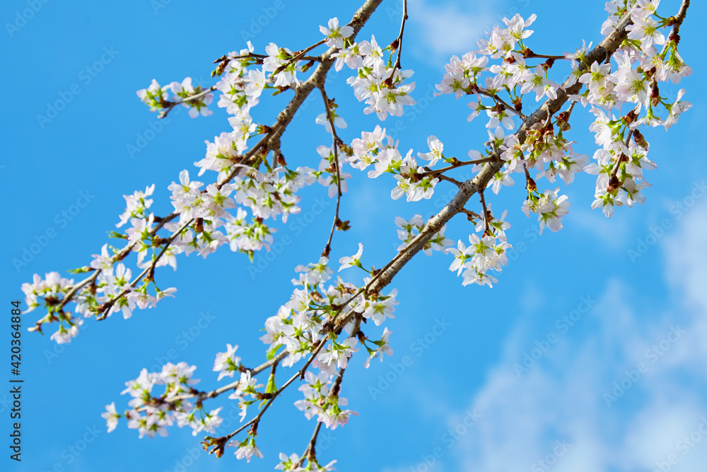 青空と桜(啓翁桜)