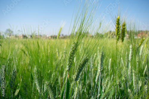 Close up ears of Wheat  Barley Field