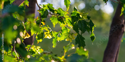 maple fresh foliage branch in sun light