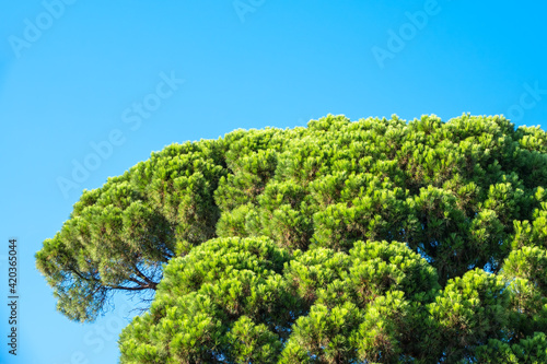 Green pine tree with long needles on a background of blue sky. Freshness, nature, concept. © Dmitrii Potashkin