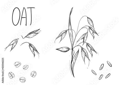 Hand drawn sketch black and white set of oat plant, grain, oatmeal, leaf, flakes. Vector. Elements in graphic style label, card, sticker, menu, package. Engraved style illustration.