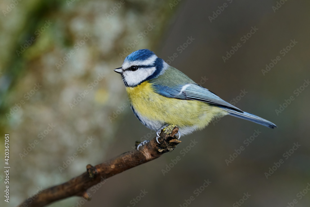 Blue Tit (Cyanistes caeruleus)