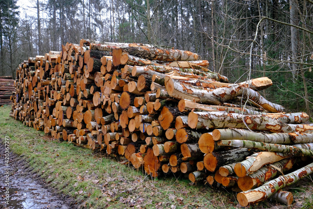 Holzstämme liegen rechts an einem Waldweg