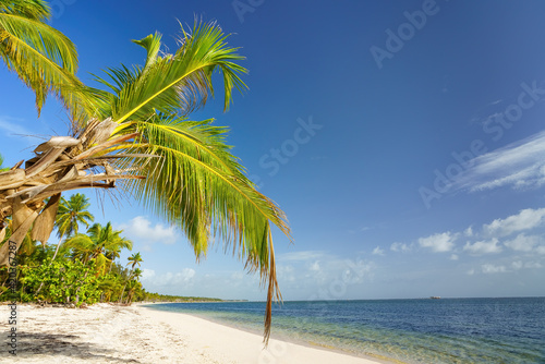 Palm trees on beautiful tropical sunny beach in Dominican republic © sborisov