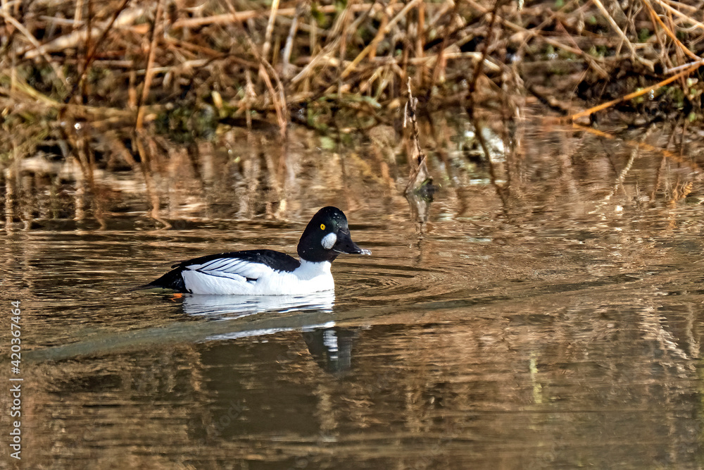 Obraz premium Schellente ( Bucephala clangula ) 