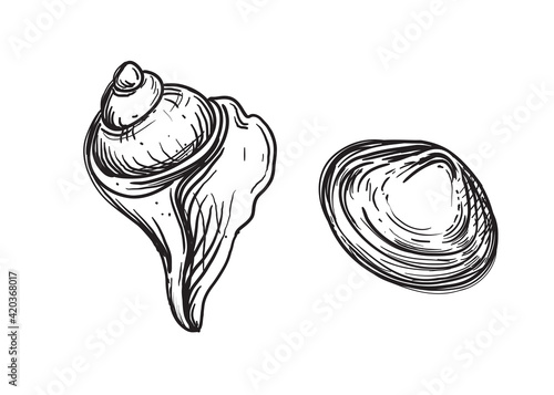 Hand drawn sketch black and white of marine shell, seashell. Vector illustration. Elements in graphic style label, card, sticker, menu, package.