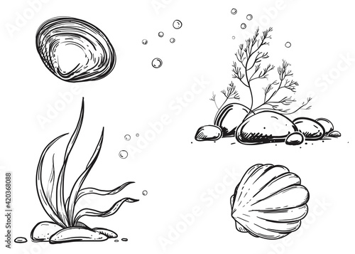 Hand drawn sketch black and white of marine shell, seashell. Vector illustration. Elements in graphic style label, card, sticker, menu, package.