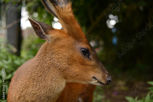 Fototapeta Naklejka Na Ścianę i Meble -  Deer in the woods of Bali