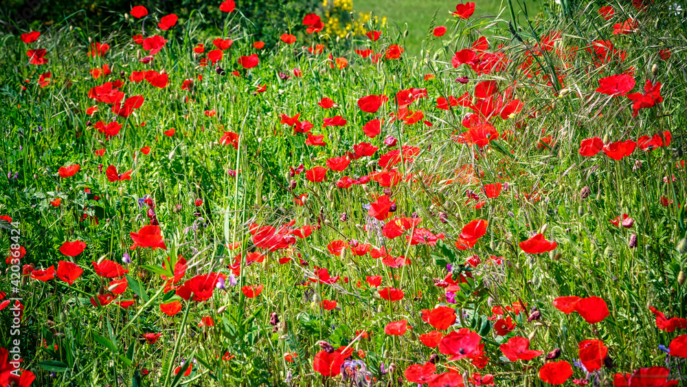 Red poppies in Tuscany at spring, Italy