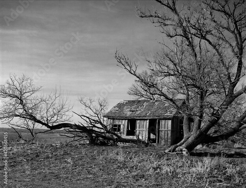 JJ Building. A rustic scene in black and white of an old cabin converted into a farm building with bowed and fallen trees framing it in a pasture. Near New Boston, Missouri USA 1980