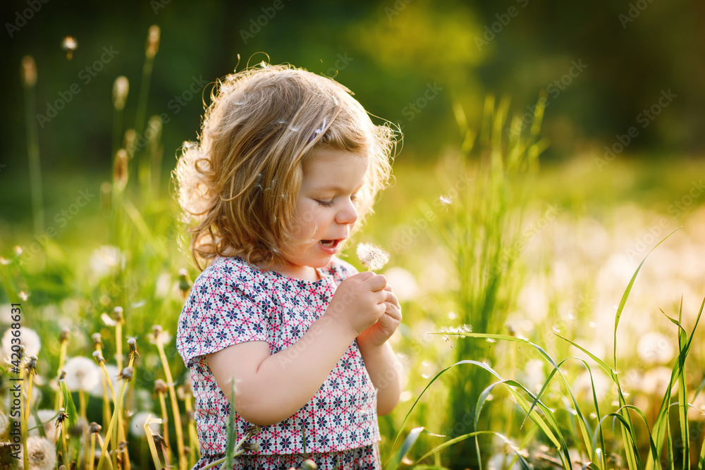 Adorable cute little baby girl blowing on a dandelion flower on the nature in the summer. Happy healthy beautiful toddler child with blowball, having fun. Bright sunset light, active kid. Adorable cute little baby girl blowing on a dandelion flower on the nature in the summer. Happy healthy beautiful toddler child with blowball, having fun. Bright sunset light, active kid.