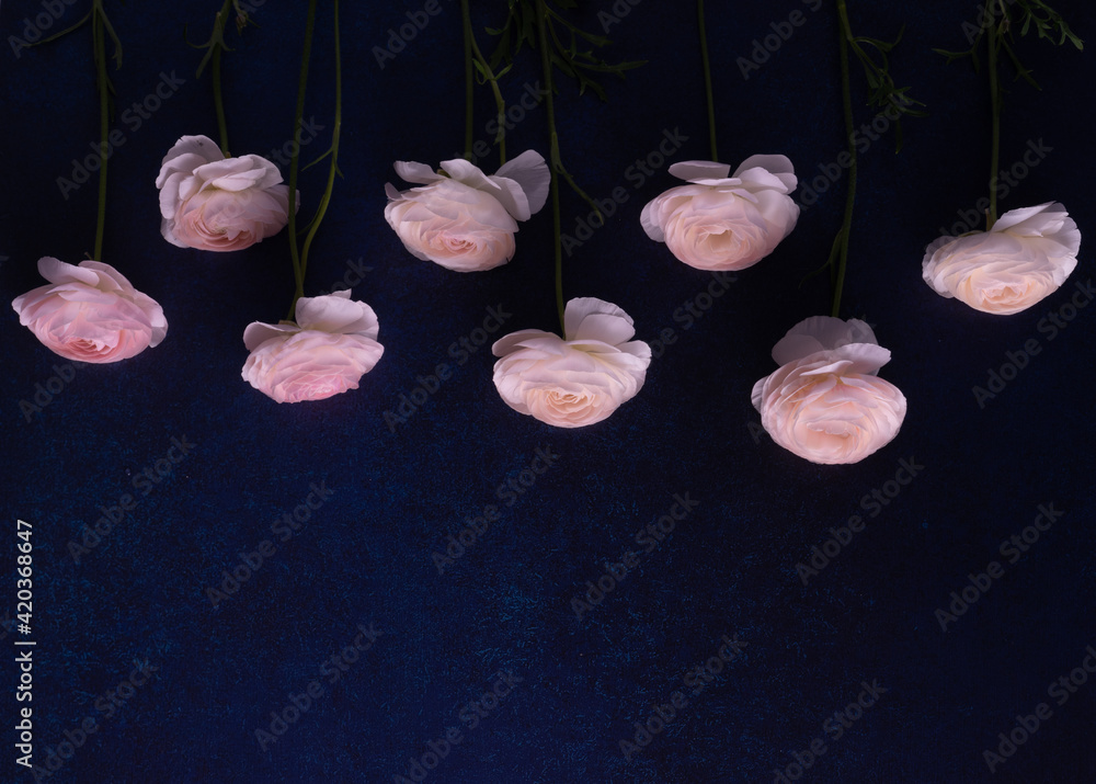 バナー 花 青色 バラ 暗い ゴシック ピンク色 Stock Photo Adobe Stock