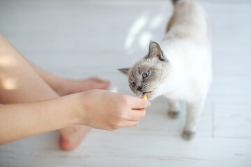 Scottish cat receives treats, feed the animal, the cat eats. High quality photo.