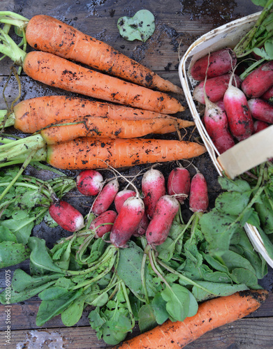carrots and radishes freshly harvested in garden and put on a plank