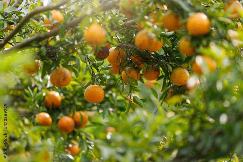 Ripe oranges hanging on branch at tangerine garden