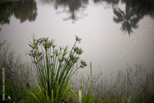 Close up photo of Cyperus scariosus photo