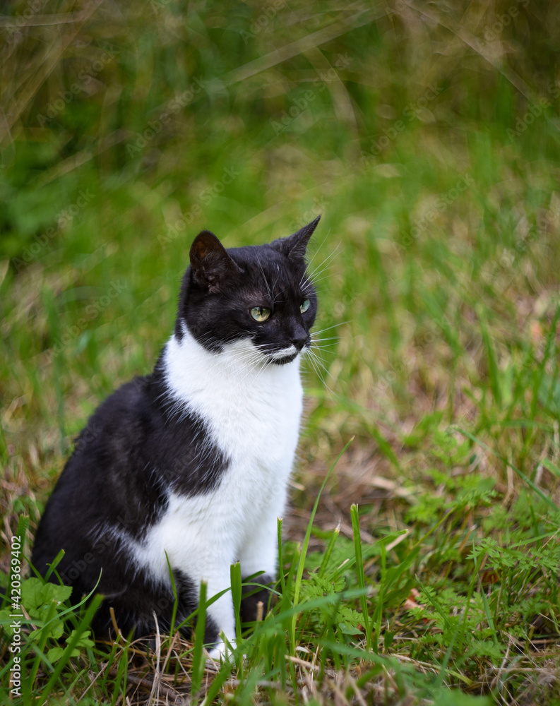 a black and white domestic fluffy cat sits in the green grass in the garden and looks ahead, a summer day