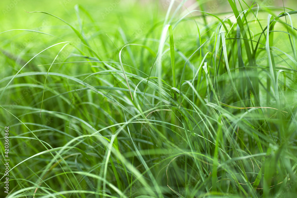 green grass green grass
