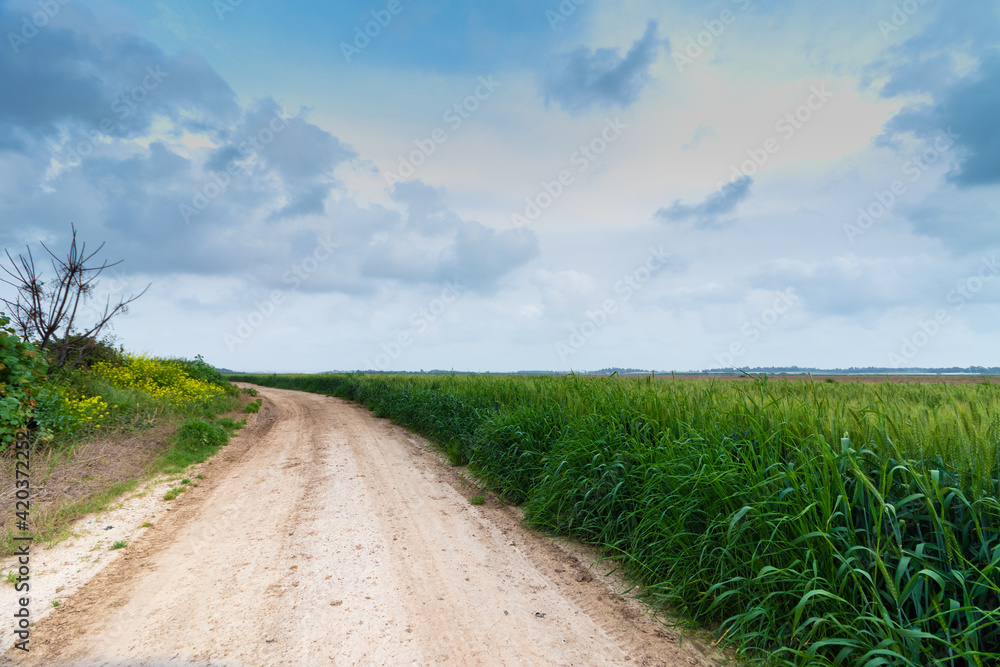 A dirt path near an agricultural field of wheat, a background of cloudy skies of winter
