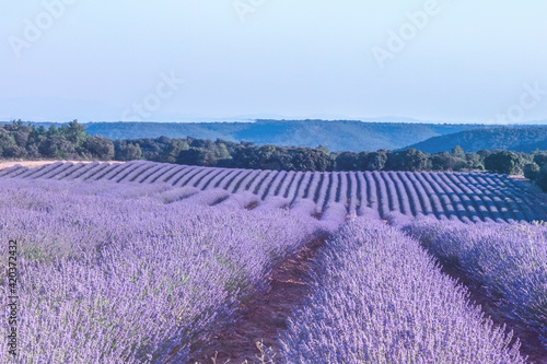 Lavender fileds under a blue skthe beauty of nature