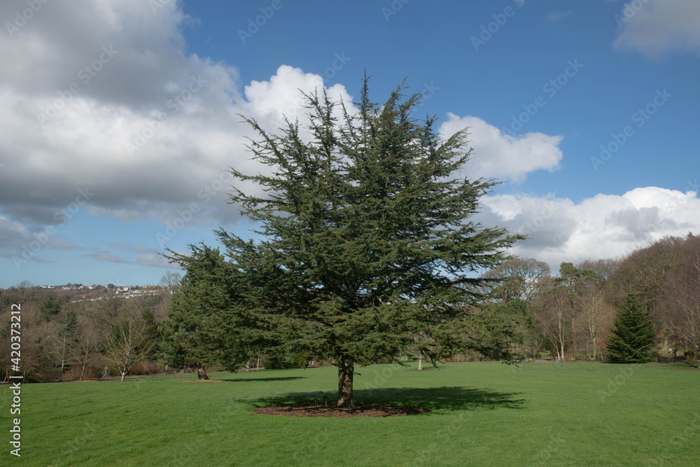 Spring Foliage of an Evergreen Coniferous Cedar of Lebanon Tree (Cedrus libani) with a Bright Cloudy Blue Sky Background in Parkland in Rural Devon, England, UK Spring Foliage of an Evergreen Coniferous Cedar of Lebanon Tree (Cedrus libani) with a Bright Cloudy Blue Sky Background in Parkland in Rural Devon, England, UK