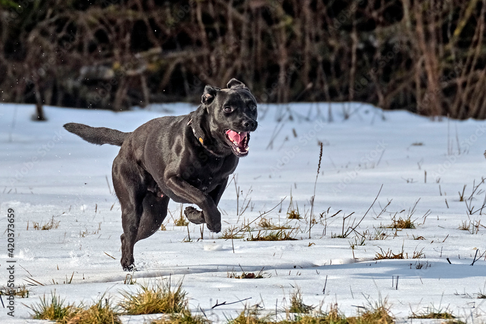 Schwarzer Mischlingshund tobt im Schnee.