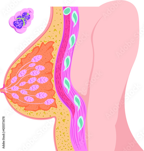 乳房構造　イラスト