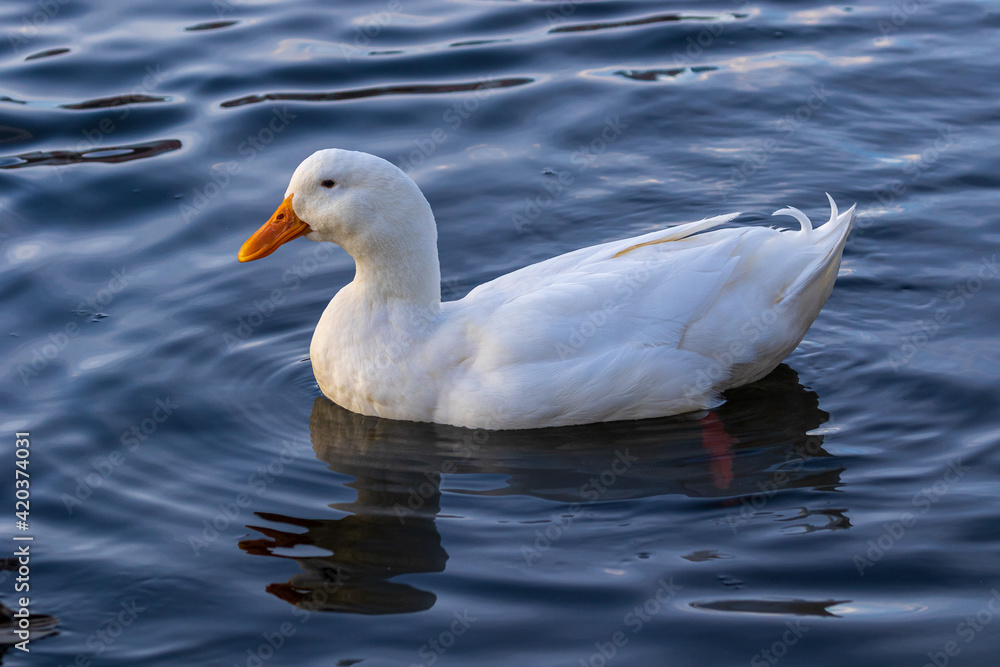 A large bright white duck with a bright orange beak swims in blue water. Wildlife. Close-up. A large bright white duck with a bright orange beak swims in blue water. Wildlife. Close-up.