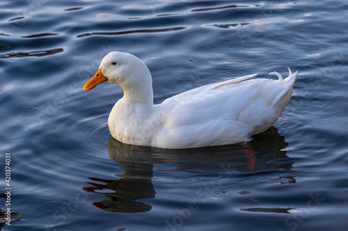 A large bright white duck with a bright orange beak swims in blue water. Wildlife. Close-up. © serhii