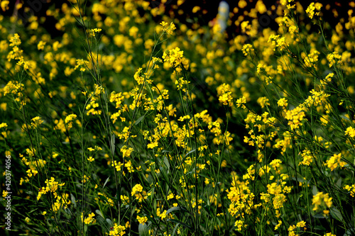 Mustard flowers in mustard field