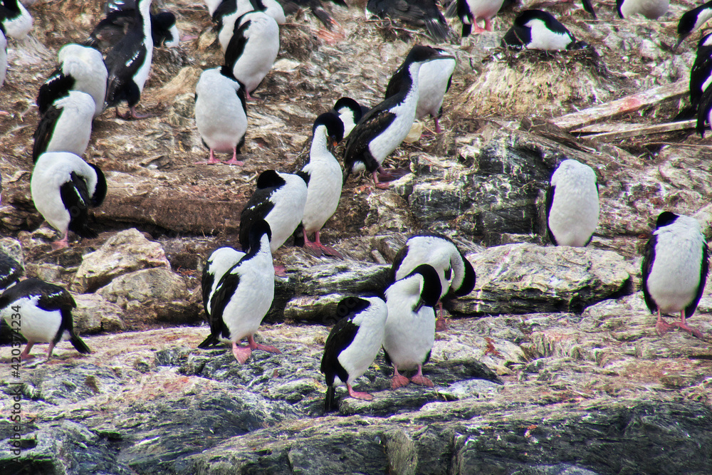 Fototapeta premium Birds and penguins on the island in Beagle channel close Ushuaia city, Tierra del Fuego, Argentina