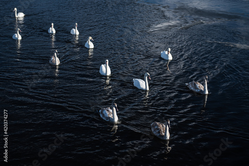 Many young and old swans looking for food in the lake Liepaja, Latvia.