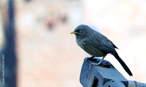 Jungle Babbler bird sitting on branch 