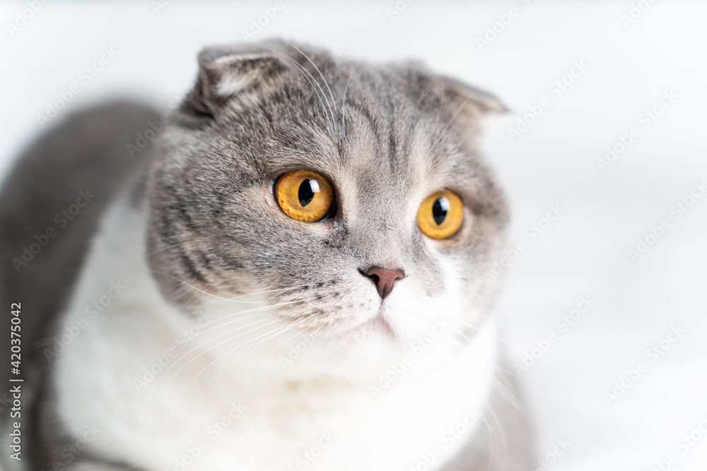 scottish cat on a white background. Isolated. Close-up