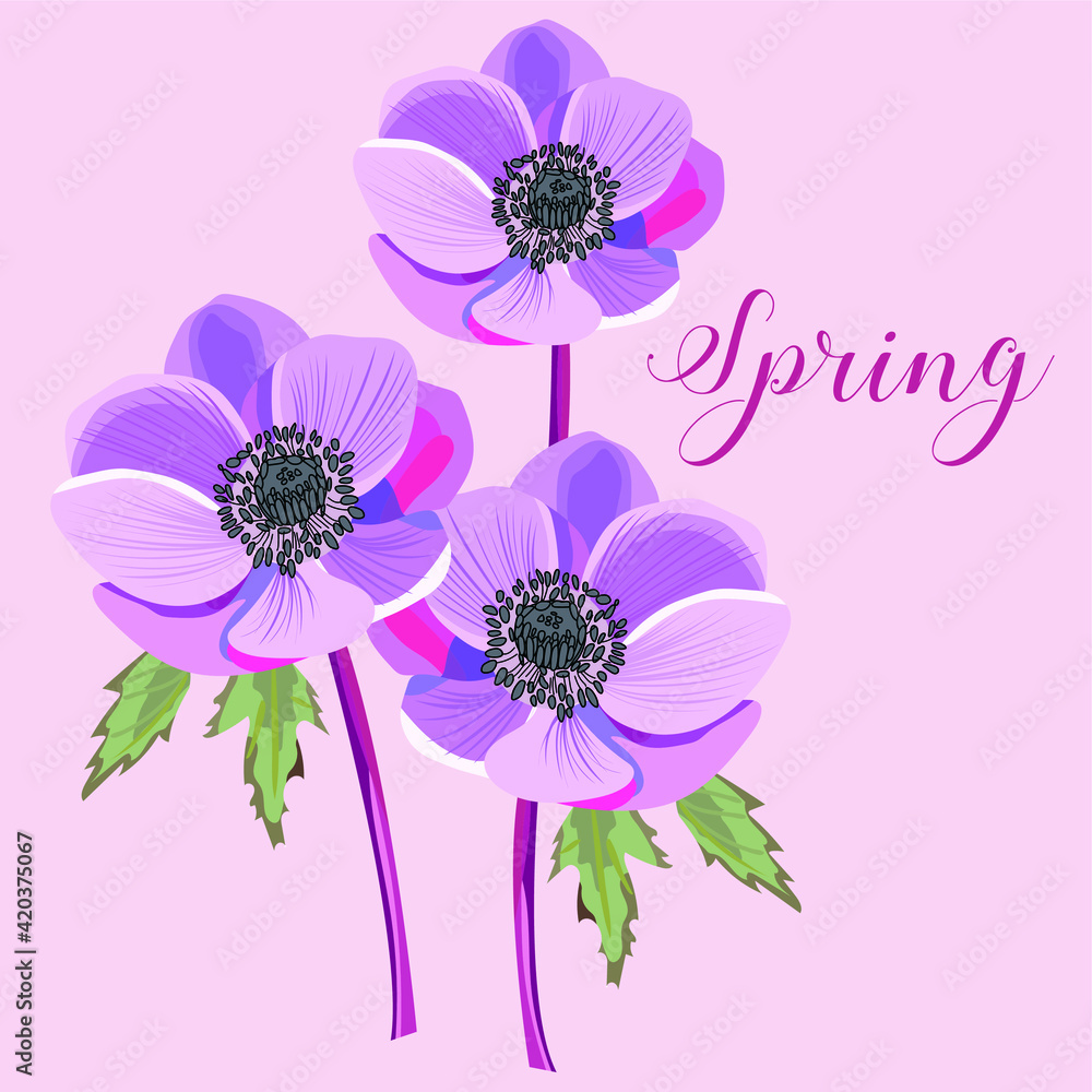 Anemone flower illustration vector file. Anemone flower illustration vector file.