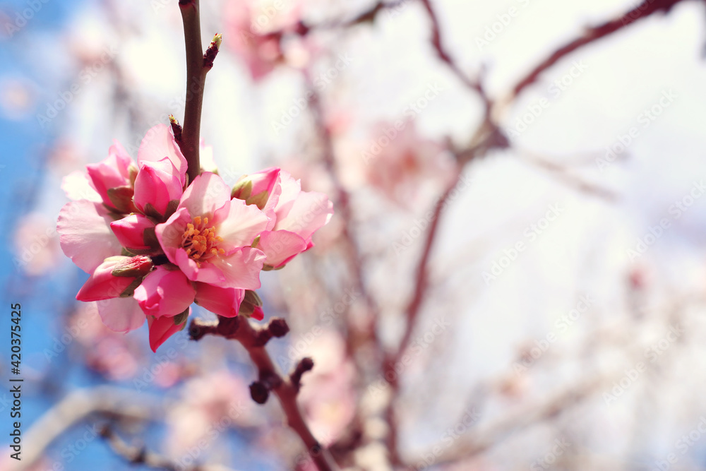 background of spring cherry blossoms tree. selective focus background of spring cherry blossoms tree. selective focus