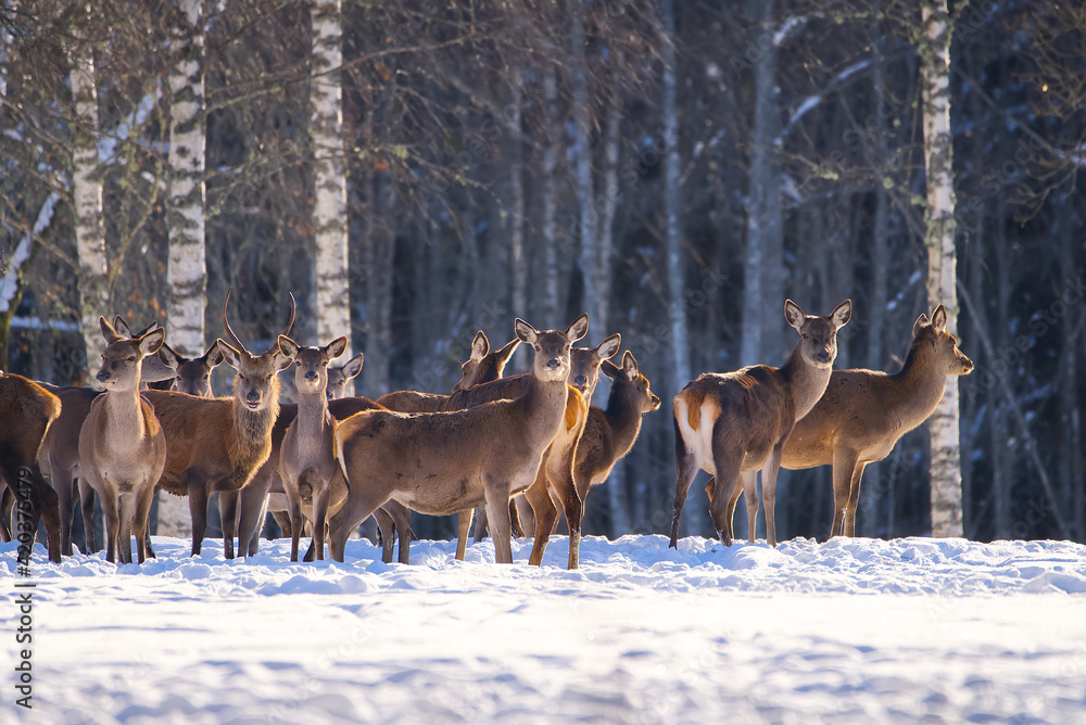 Herd of wild Red deer in winter forest. wildlife, Protection of Nature. Raising deer in their natural environment. Herd of wild Red deer in winter forest. wildlife, Protection of Nature. Raising deer in their natural environment.