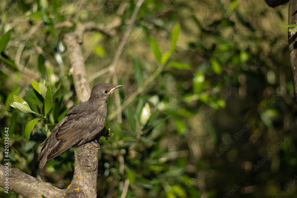 young starling bird sitting on a tree branch