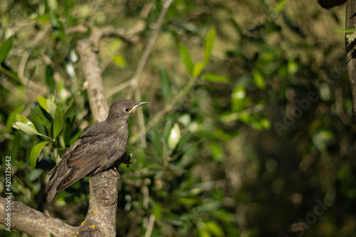 Wallpaper Mural young starling bird sitting on a tree branch Torontodigital.ca
