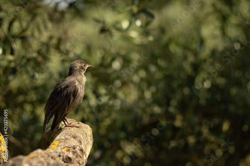 cute starlinng bird on a tree