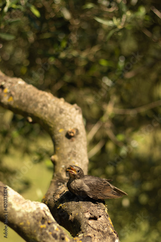 bird relaxing on a branch