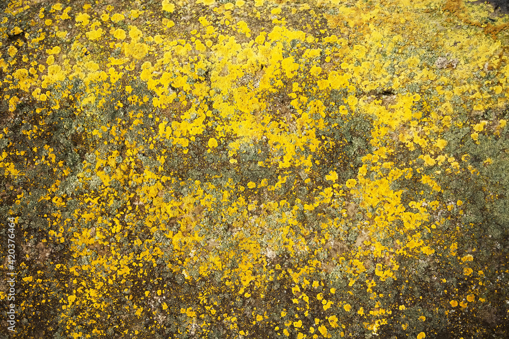Yellow lichen on the stone. Yellow mold on a gray old rock. Natural background texture. Texture of a stone wall covered with yellow moss. Yellow lichen on the stone. Yellow mold on a gray old rock. Natural background texture. Texture of a stone wall covered with yellow moss.