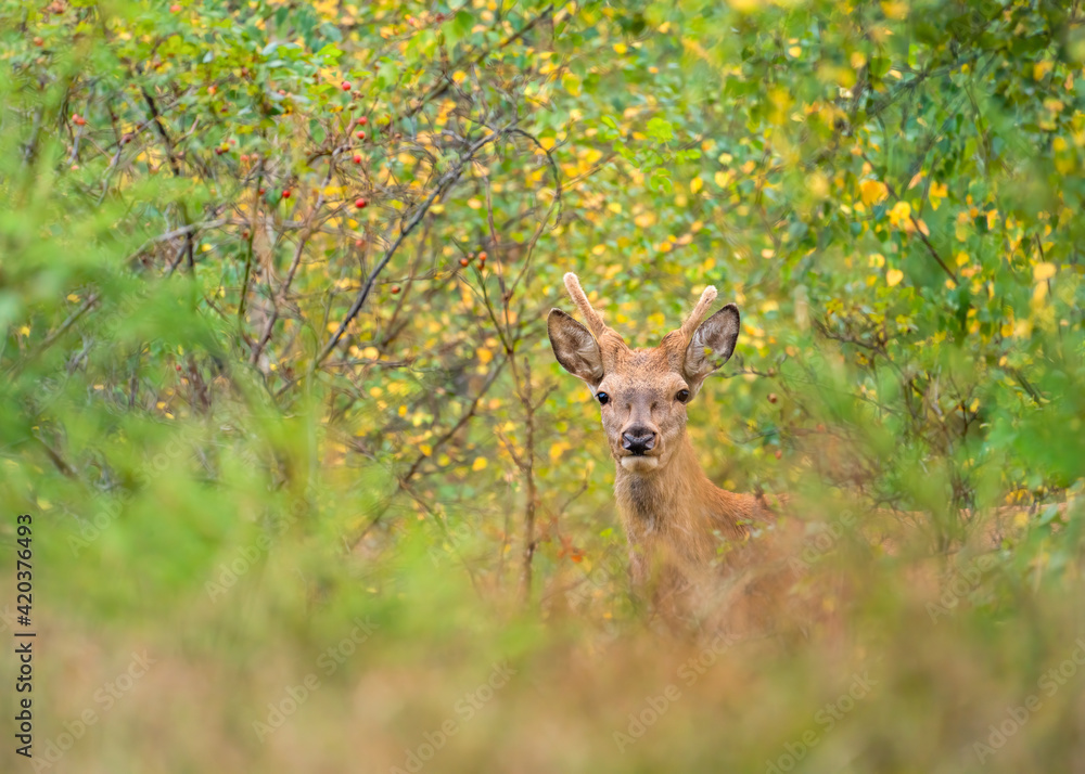 Cervus elaphus, red deer in the environment Cervus elaphus, red deer in the environment