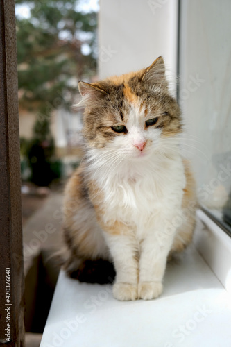 A homeless cat sits on the window sill. outdoor pet. 